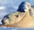 /album/zvieratka/images-11-jpg/